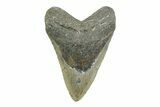 Fossil Megalodon Tooth - North Carolina #356699-1